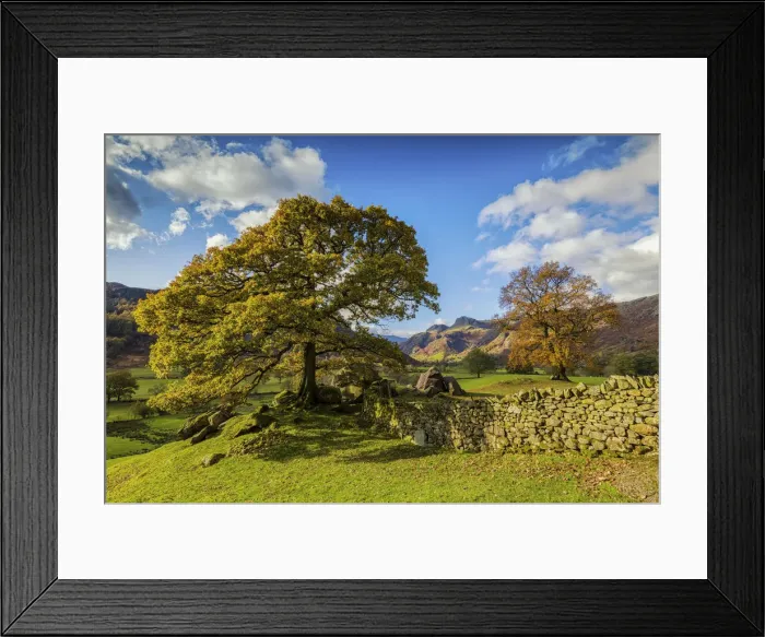 Framed Print : Stonewall & Tree in Autumn, Lake District National Park, Cumbria, England Framed Print : Stonewall & Tree in Autumn, Lake District National Park, Cumbria, England