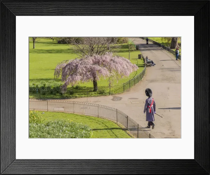 Framed Print : A Queens guardsman walking in St James Park London, England Framed Print : A Queens guardsman walking in St James Park London, England