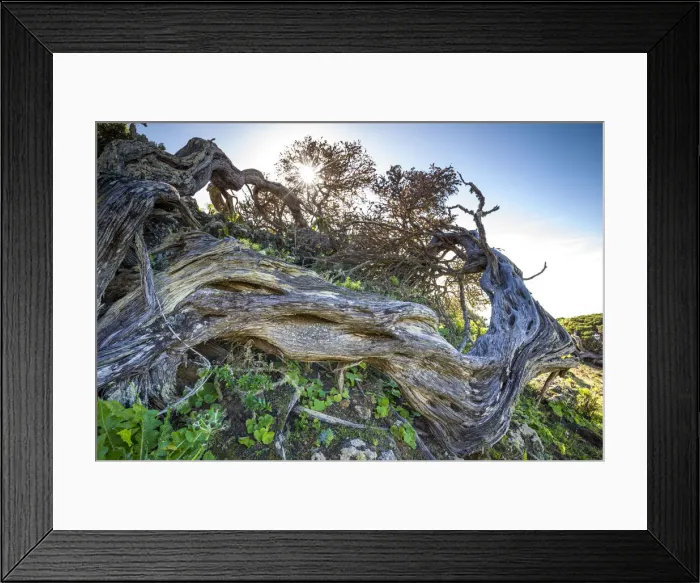 Framed Print : Spain, Canary Islands, El Hierro Island, west coast, La Dehesa area, El Sabinar Framed Print : Spain, Canary Islands, El Hierro Island, west coast, La Dehesa area, El Sabinar