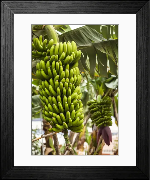 Framed Print : Spain, Canary Islands, La Palma Island, San Andres, bananas