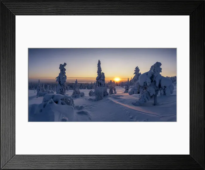 Framed Print : Snow-covered Pine Trees at Sunrise, Riisitunturi National Park, Posio, Lapland, Finland