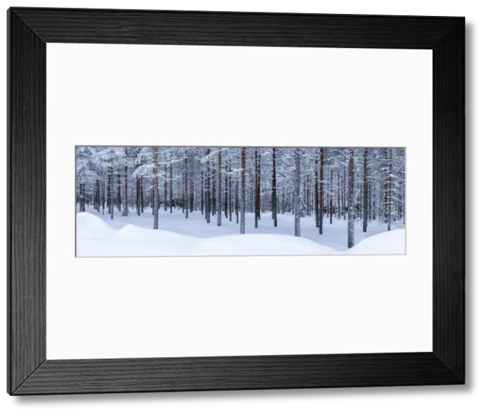 Framed Print : Pine Forest in Winter, Lapland, Finland Framed Print : Pine Forest in Winter, Lapland, Finland