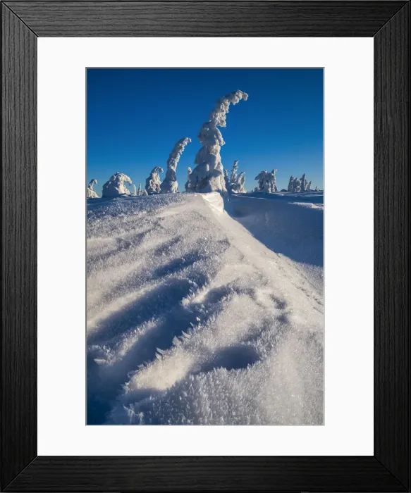 Framed Print : Snow-covered Pine Trees, Riisitunturi National Park, Posio, Lapland, Finland Framed Print : Snow-covered Pine Trees, Riisitunturi National Park, Posio, Lapland, Finland
