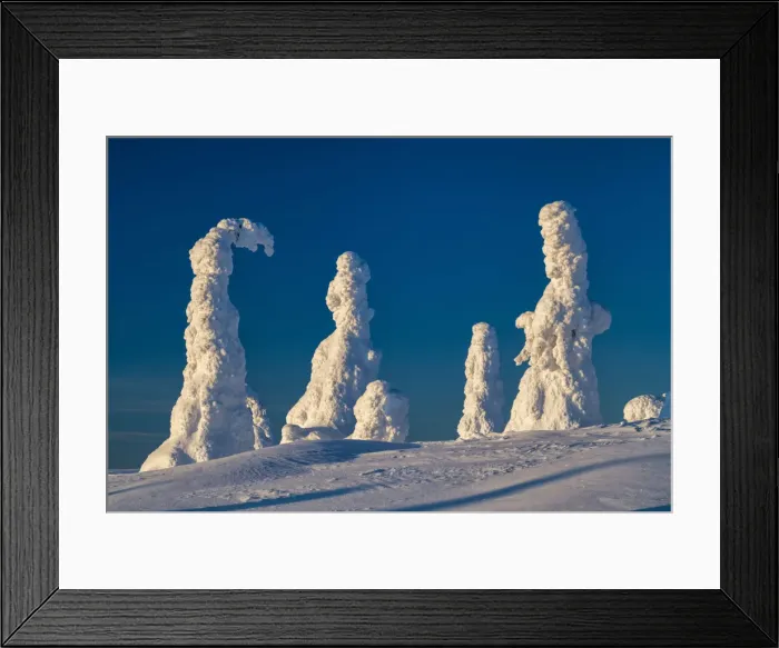 Framed Print : Snow-covered Pine Trees, Riisitunturi National Park, Posio, Lapland, Finland Framed Print : Snow-covered Pine Trees, Riisitunturi National Park, Posio, Lapland, Finland