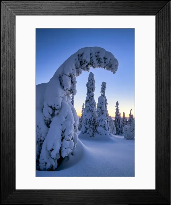 Framed Print : Dawn Light on Snow-covered Pine Trees, Riisitunturi National Park, Posio, Lapland Framed Print : Dawn Light on Snow-covered Pine Trees, Riisitunturi National Park, Posio, Lapland