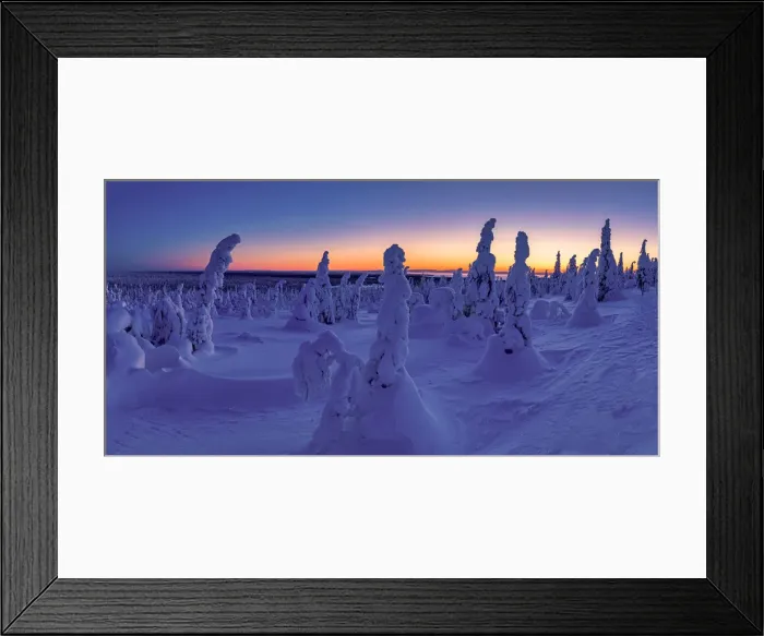 Framed Print : Dawn Light on Snow-covered Pine Trees, Riisitunturi National Park, Posio, Lapland Framed Print : Dawn Light on Snow-covered Pine Trees, Riisitunturi National Park, Posio, Lapland