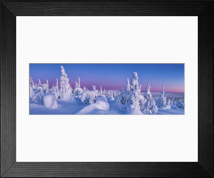 Framed Print : Dawn Light on Snow-covered Pine Trees, Riisitunturi National Park, Posio, Lapland Framed Print : Dawn Light on Snow-covered Pine Trees, Riisitunturi National Park, Posio, Lapland