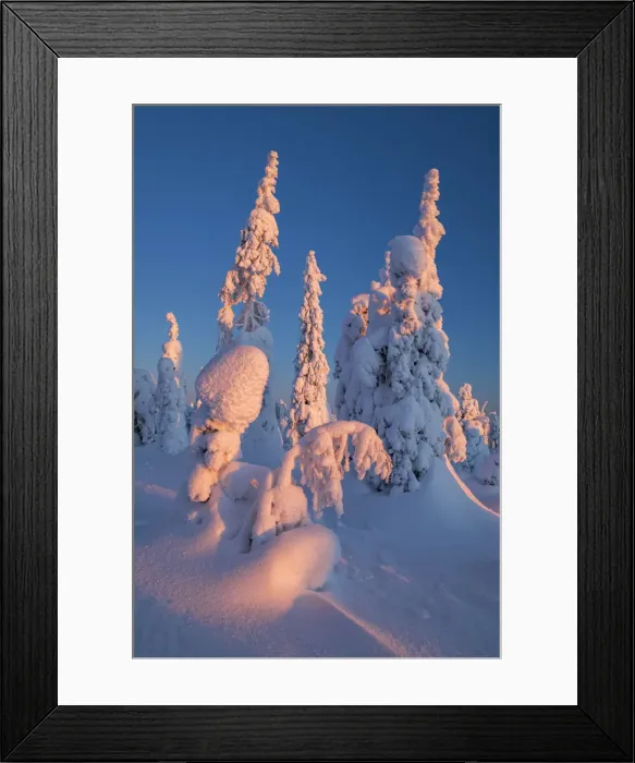 Framed Print : Dawn Light on Snow-covered Pine Trees, Riisitunturi National Park, Posio, Lapland Framed Print : Dawn Light on Snow-covered Pine Trees, Riisitunturi National Park, Posio, Lapland