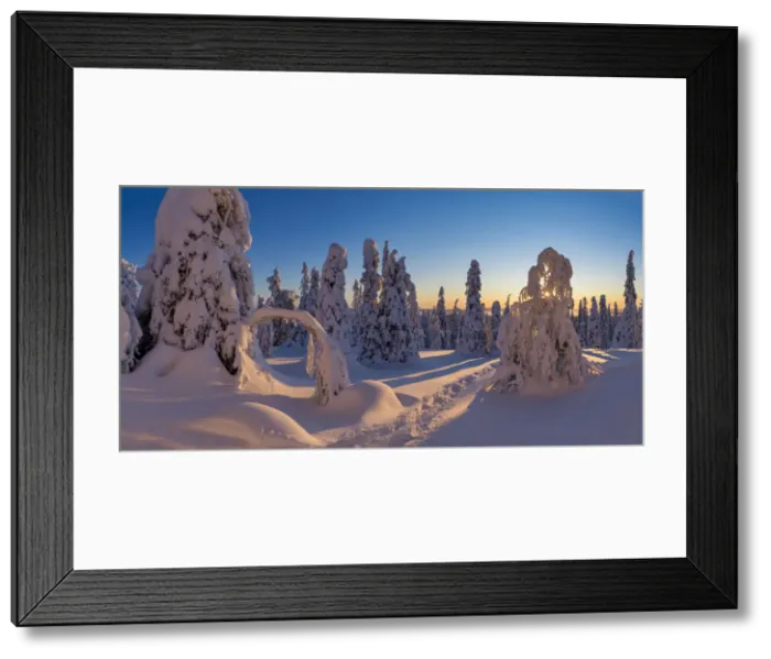 Framed Print : Sunburst Through Snow-covered Pine Trees, Riisitunturi National Park, Posio, Lapland Framed Print : Sunburst Through Snow-covered Pine Trees, Riisitunturi National Park, Posio, Lapland