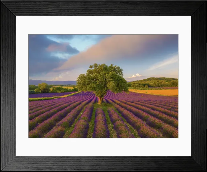 Framed Print : France, Haute Provence, Provence, Sault Plateau, Rows of lavender and single tree Framed Print : France, Haute Provence, Provence, Sault Plateau, Rows of lavender and single tree