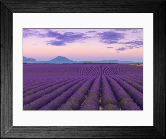 Framed Print : France, Provence Alps Cote d Azur, Haute Provence, Valensole Plateau Framed Print : France, Provence Alps Cote d Azur, Haute Provence, Valensole Plateau