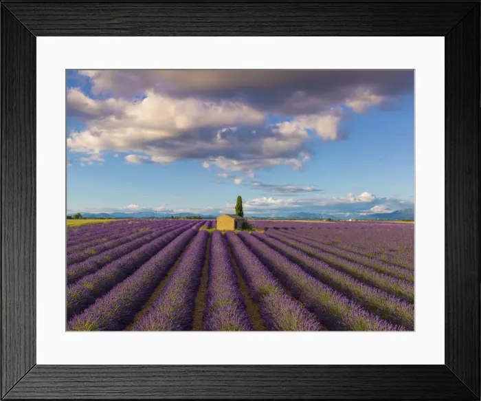 Framed Print : France, Provence Alps Cote d Azur, Haute Provence, Valensole Plateau
