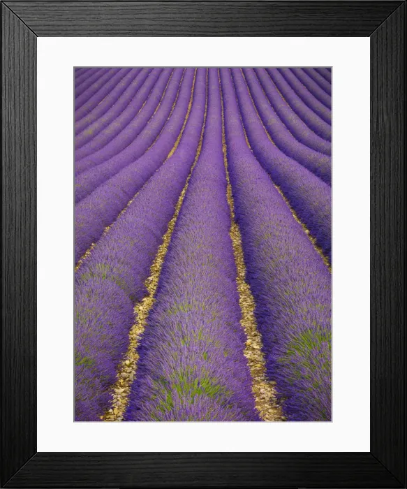 Framed Print : France, Provence Alps Cote d Azur, Haute Provence, Valensole Plateau Framed Print : France, Provence Alps Cote d Azur, Haute Provence, Valensole Plateau