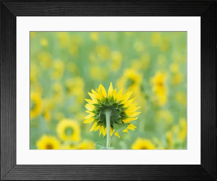Framed Print : France, Provence, Alps Cote d Azur, Haute Provence, rear view of sunflower Framed Print : France, Provence, Alps Cote d Azur, Haute Provence, rear view of sunflower