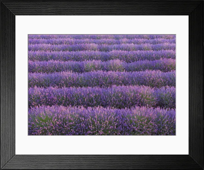 Framed Print : France, Provence Alps Cote d Azur, Haute Provence, Valensole Plateau