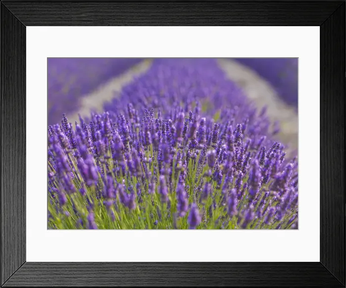 Framed Print : France, Provence, Vaucluse, Gordes, Senanque abbey, close up of lavender