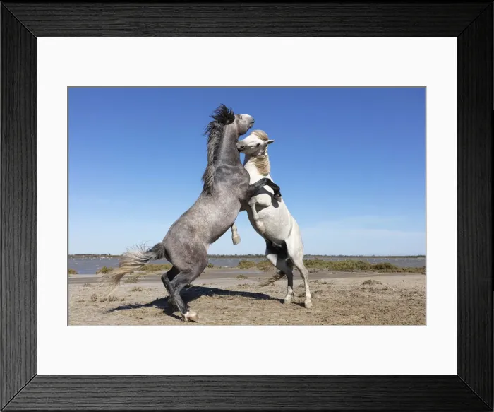 Framed Print : Europe, France, Provence-Alpes-Cote d'Azur, Bouches-du-Rhone, Camargue, Saintes-Maries-de-la-Mer, Two stallions spar on the beach in the Camargue Framed Print : Europe, France, Provence-Alpes-Cote d'Azur, Bouches-du-Rhone, Camargue, Saintes-Maries-de-la-Mer, Two stallions spar on the beach in the Camargue