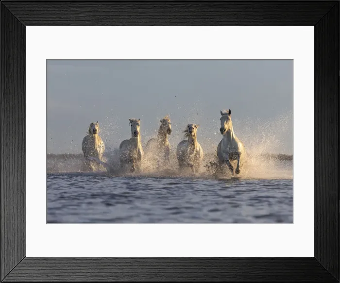 Framed Print : Europe, France, Provence-Alpes-Caza'te d Azur, Bouches-du-Rhone, Camargue Framed Print : Europe, France, Provence-Alpes-Caza'te d Azur, Bouches-du-Rhone, Camargue