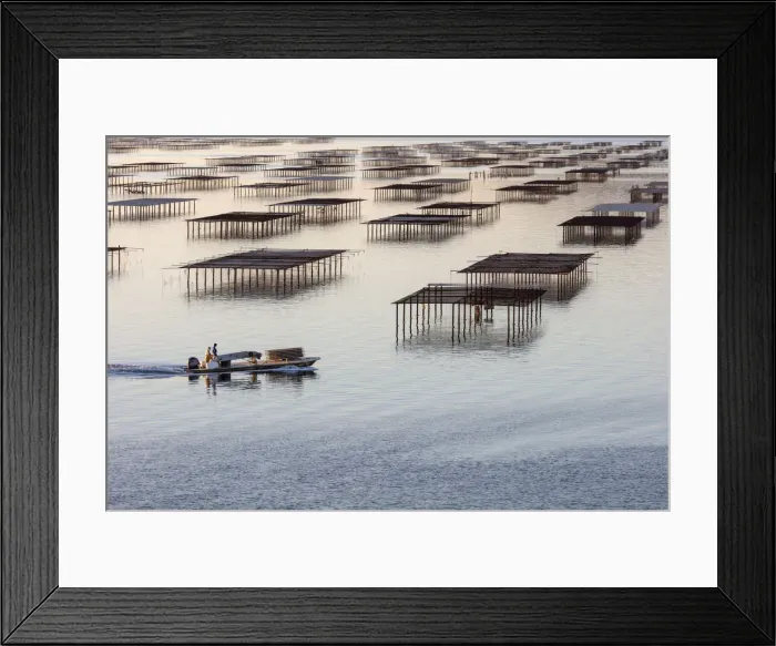 Framed Print : France; Occitanie; Herault; Bouzigues; a fishing boat inspects the oyster tables on Framed Print : France; Occitanie; Herault; Bouzigues; a fishing boat inspects the oyster tables on