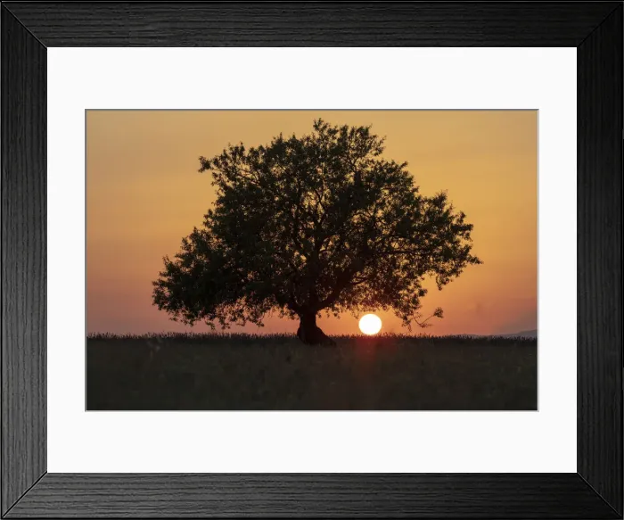 Framed Print : Europe, France, Provence-Alpes-Cote d Azur, sun sets behind a tree on the plateau de Framed Print : Europe, France, Provence-Alpes-Cote d Azur, sun sets behind a tree on the plateau de