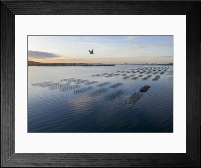 Framed Print : France; Occitanie; Herault; Bouzigues; aerial view of the oyster tables opposite Sete