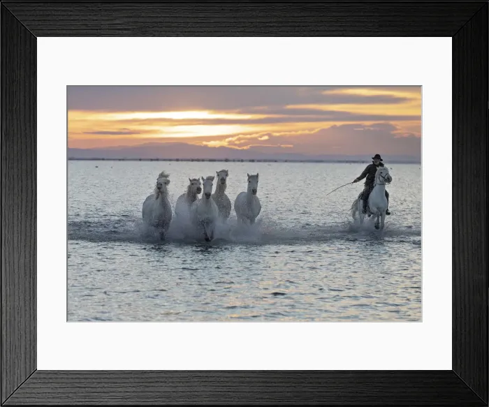 Framed Print : Europe, France, Provence-Alpes-Caza'te d Azur, Bouches-du-Rhone, Camargue Framed Print : Europe, France, Provence-Alpes-Caza'te d Azur, Bouches-du-Rhone, Camargue