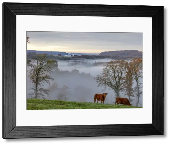 Framed Print : Limousin cows graze in the valley opposite Curemonte village, Curemonte, Correze Framed Print : Limousin cows graze in the valley opposite Curemonte village, Curemonte, Correze