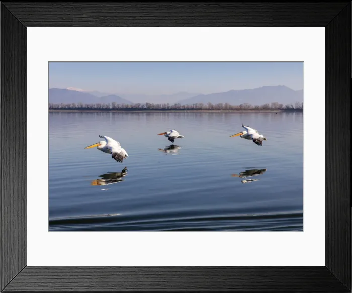 Framed Print : Three Dalmatian pelicans fly on Lake Kerkini, Lake Kerkini National Park, Serres, Greece Framed Print : Three Dalmatian pelicans fly on Lake Kerkini, Lake Kerkini National Park, Serres, Greece