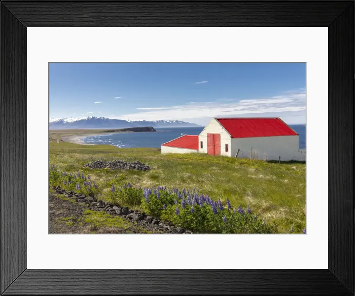 Framed Print : Iceland, North Iceland, Eyjafjorður, a pretty red barn in a field of Lupins in June Framed Print : Iceland, North Iceland, Eyjafjorður, a pretty red barn in a field of Lupins in June
