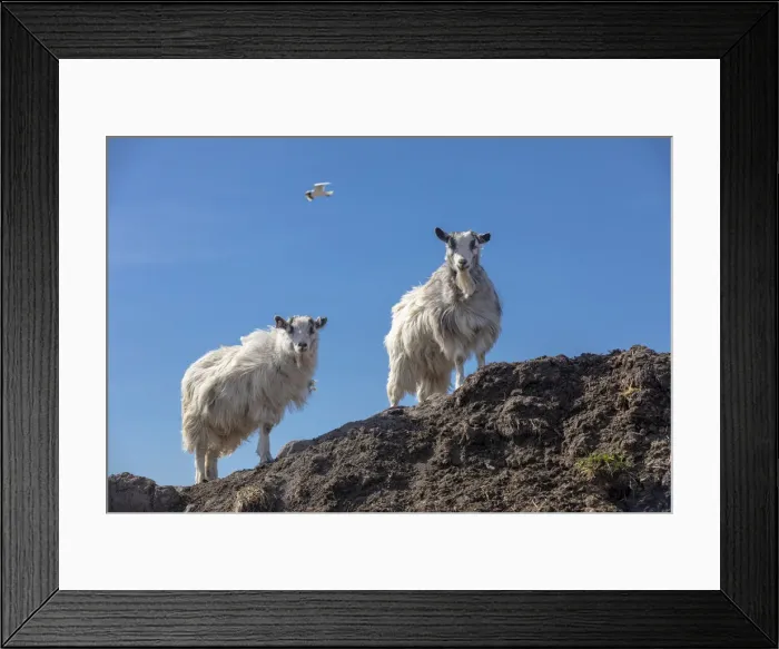 Framed Print : Iceland, Two Icelandic goats Framed Print : Iceland, Two Icelandic goats