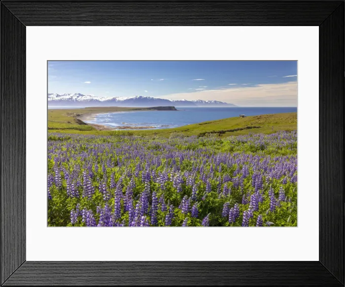 Framed Print : Iceland, North Iceland, Eyjafjazaoraza'ur, a field of Lupins in June Framed Print : Iceland, North Iceland, Eyjafjazaoraza'ur, a field of Lupins in June
