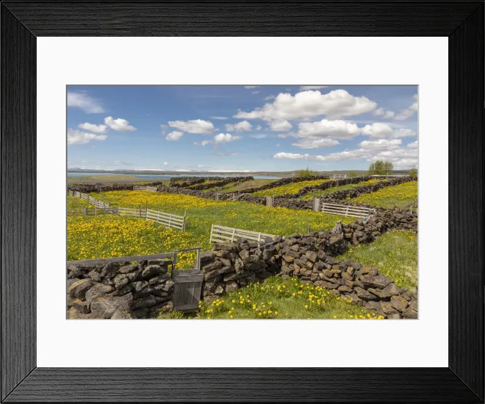 Framed Print : Iceland, North Iceland, Myvatn, stone walls used as pens for sheep Framed Print : Iceland, North Iceland, Myvatn, stone walls used as pens for sheep
