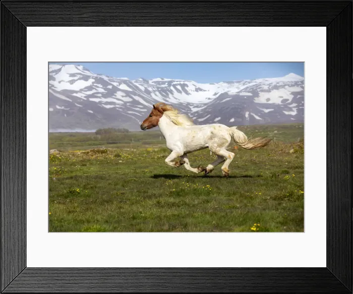 Framed Print : Iceland, Akureyri, a multi-coloured Icelandic horse gallops in a meadow in North Iceland Framed Print : Iceland, Akureyri, a multi-coloured Icelandic horse gallops in a meadow in North Iceland