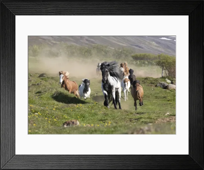 Framed Print : Iceland, Akureyri, a herd of Icelandic horses gallop through a field in North Iceland Framed Print : Iceland, Akureyri, a herd of Icelandic horses gallop through a field in North Iceland