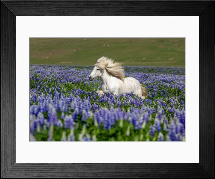 Framed Print : Iceland, Akureyri, white Icelandic horse runs through a field of lupins Framed Print : Iceland, Akureyri, white Icelandic horse runs through a field of lupins