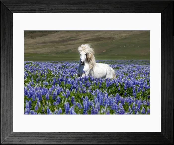 Framed Print : Iceland, Akureyri, white Icelandic horse runs through a field of lupins Framed Print : Iceland, Akureyri, white Icelandic horse runs through a field of lupins
