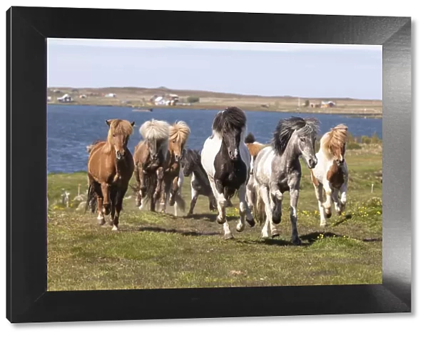 Iceland, Akureyri, a herd of Icelandic horses run near the sea in North Iceland