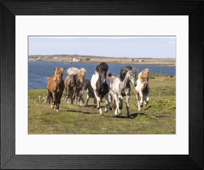 Framed Print : Iceland, Akureyri, a herd of Icelandic horses run near the sea in North Iceland Framed Print : Iceland, Akureyri, a herd of Icelandic horses run near the sea in North Iceland
