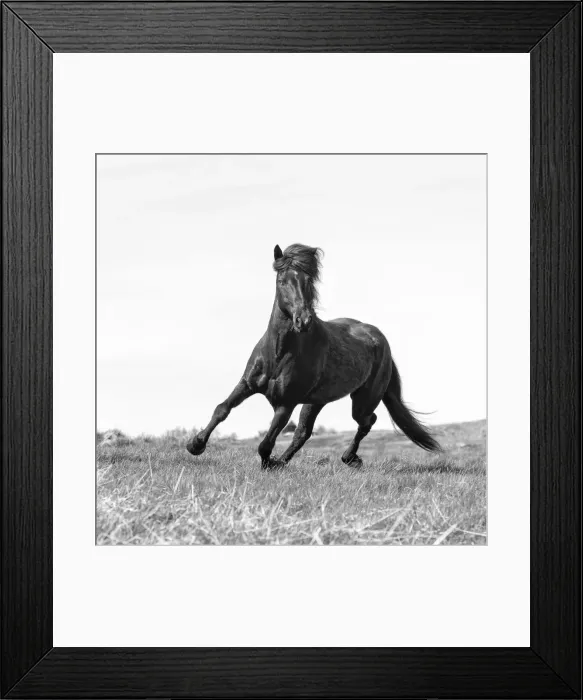 Framed Print : Iceland, Akureyri, a brown Icelandic stallion runs free Framed Print : Iceland, Akureyri, a brown Icelandic stallion runs free