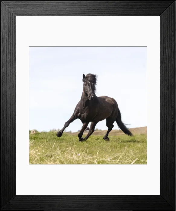 Framed Print : Iceland, Akureyri, a brown Icelandic horse runs free Framed Print : Iceland, Akureyri, a brown Icelandic horse runs free