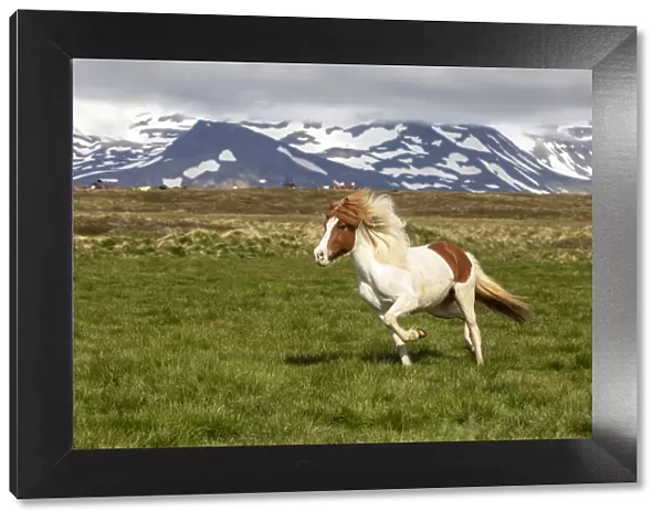 Iceland, Akureyri, a multi-coloured Icelandic horse gallops in a meadow in North Iceland