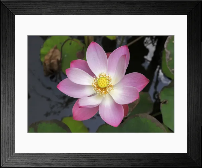 Framed Print : Indonesia, Bali, Lotus flower Framed Print : Indonesia, Bali, Lotus flower