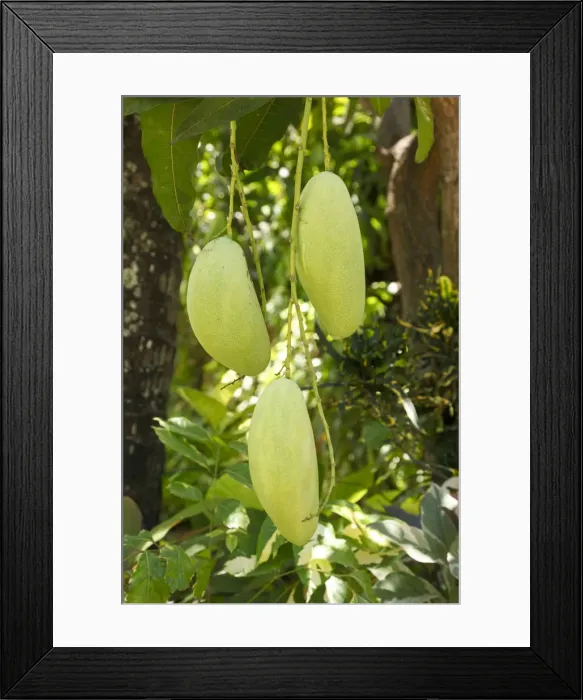 Framed Print : Indonesia, Bali, Mango Framed Print : Indonesia, Bali, Mango
