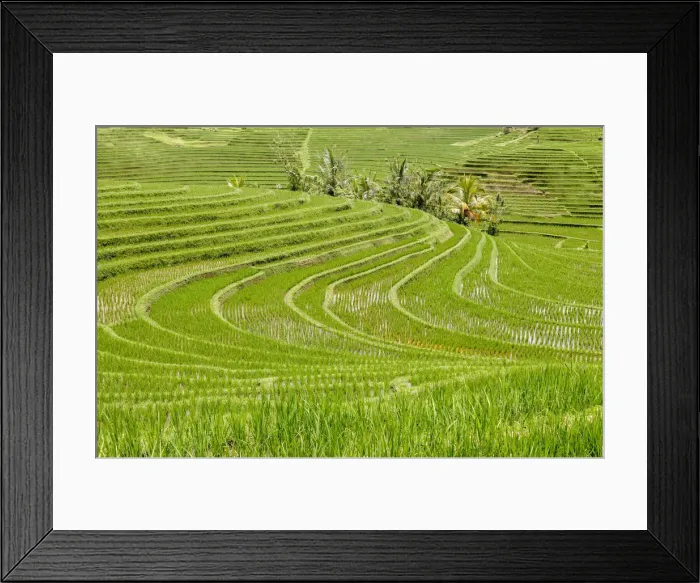 Framed Print : Indonesia, Bali, Antosari; Rice Terraces Framed Print : Indonesia, Bali, Antosari; Rice Terraces