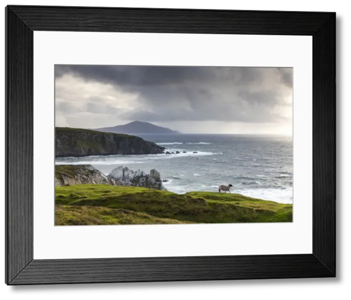 Framed Print : A sheep walks along the cliffs, Achill Island, County Mayo, Connacht province Framed Print : A sheep walks along the cliffs, Achill Island, County Mayo, Connacht province