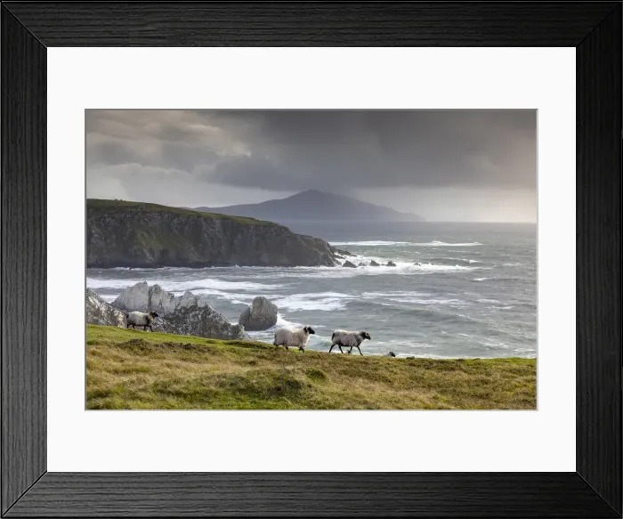 Framed Print : Sheep walk along the cliffs, Achill Island, County Mayo, Connacht province Framed Print : Sheep walk along the cliffs, Achill Island, County Mayo, Connacht province