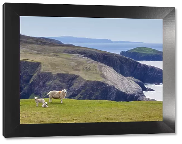 Ireland, Co. Donegal, Arranmore island, sheep on coast
