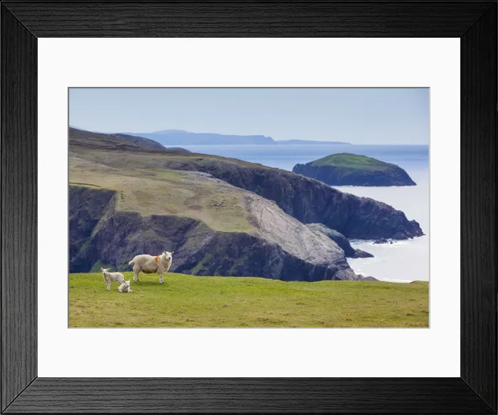 Framed Print : Ireland, Co. Donegal, Arranmore island, sheep on coast Framed Print : Ireland, Co. Donegal, Arranmore island, sheep on coast