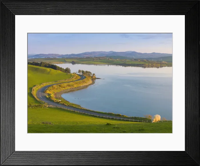 Framed Print : Ireland, Co. Donegal, Fanad, Mulroy bay, sheep in farmland Framed Print : Ireland, Co. Donegal, Fanad, Mulroy bay, sheep in farmland