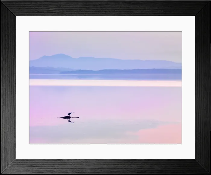 Framed Print : Ireland, Co. Donegal, Fanad, Mulroy bay, Heron